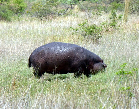 Hippopotame à proximité de notre campement