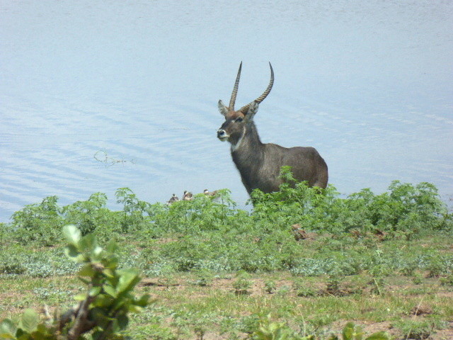 Waterbuck le long de la Rivière Chobe