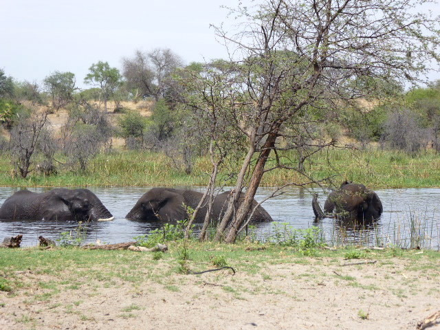 Sur le chemin du retour, nous trouvons ces éléphants savourant dans l'eau un instant précieux