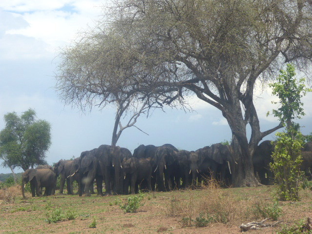 Famille d'éléphants se reposant à l'ombre