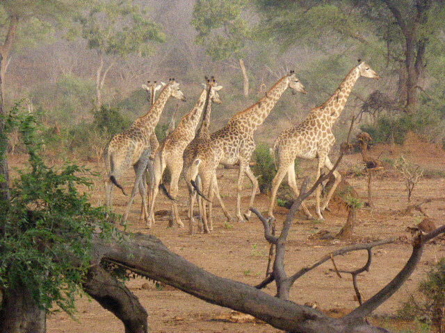 Les girafes sentent l'orage arriver et partent se mettre à l'abri