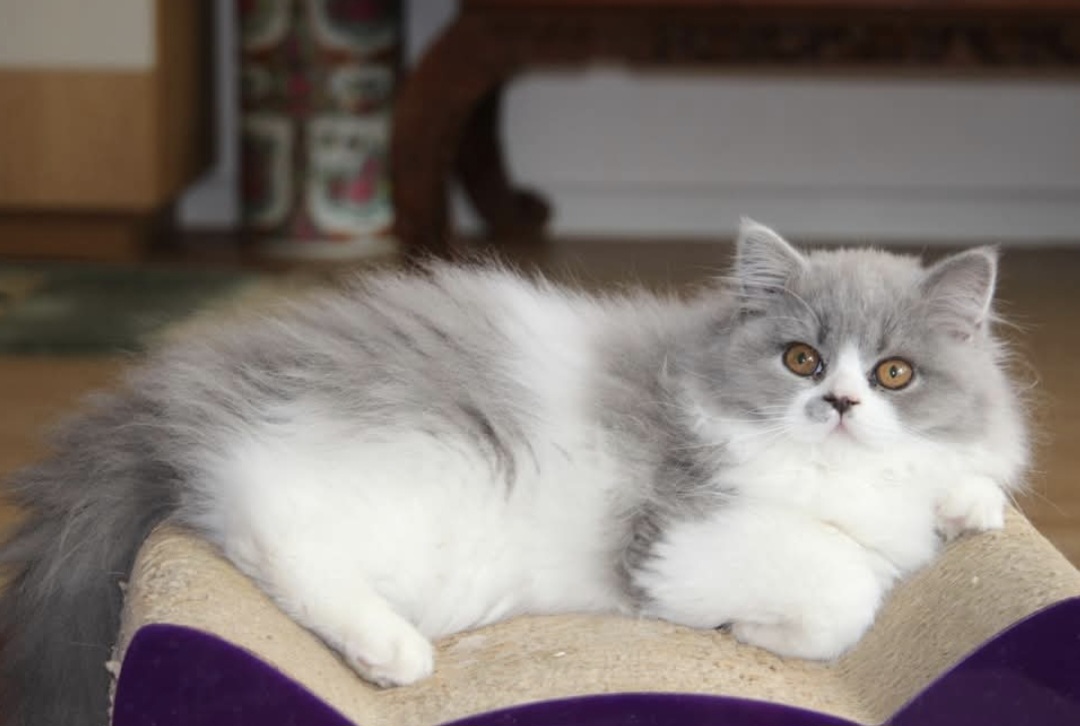 Dieses süße Blau weiße langhaar Mädchen sucht in einer befreundeten Cattery noch ein zuhause. 