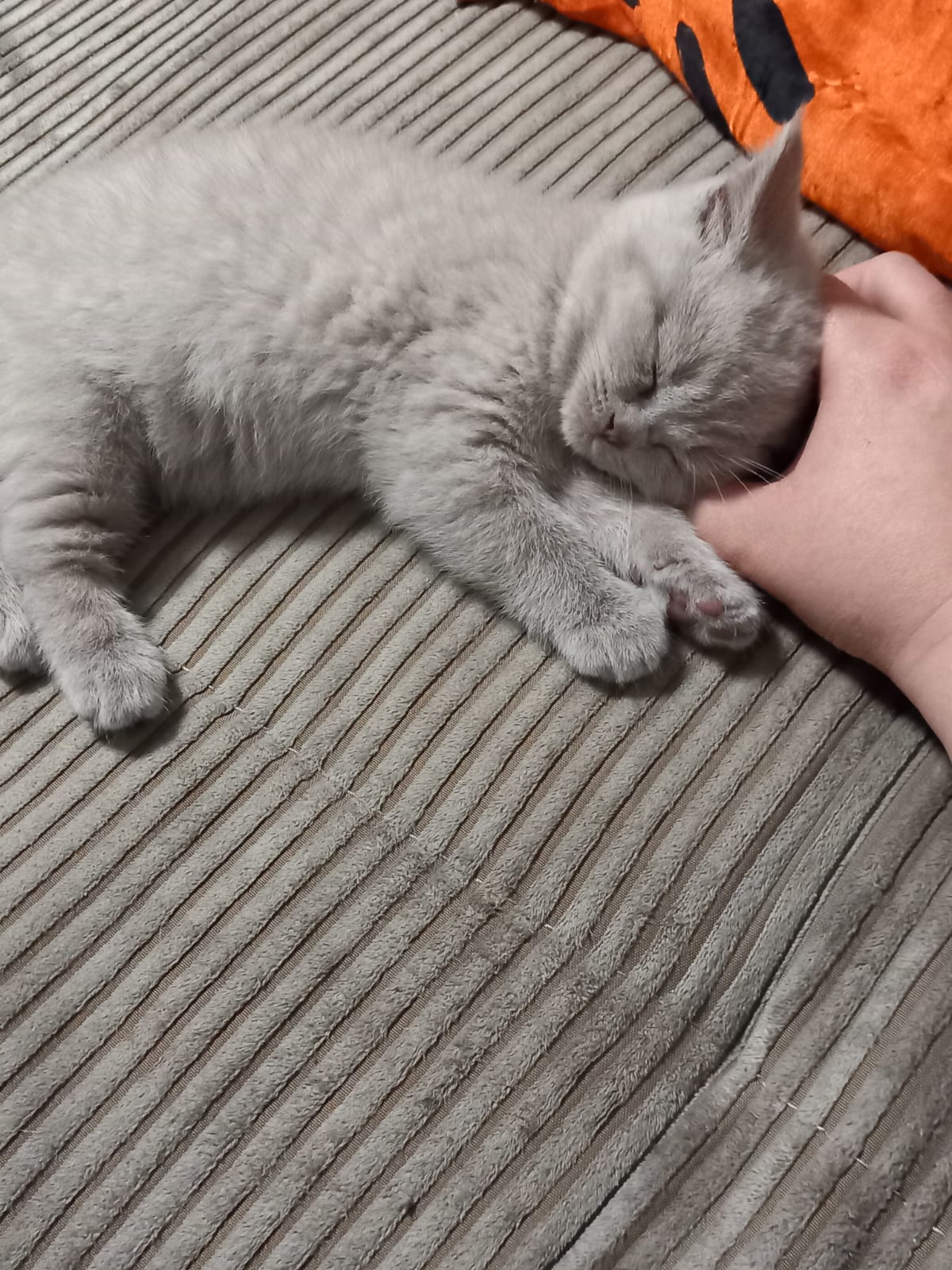 Dieses kleine verschmuste Mädchen sucht auch noch die passende Familie