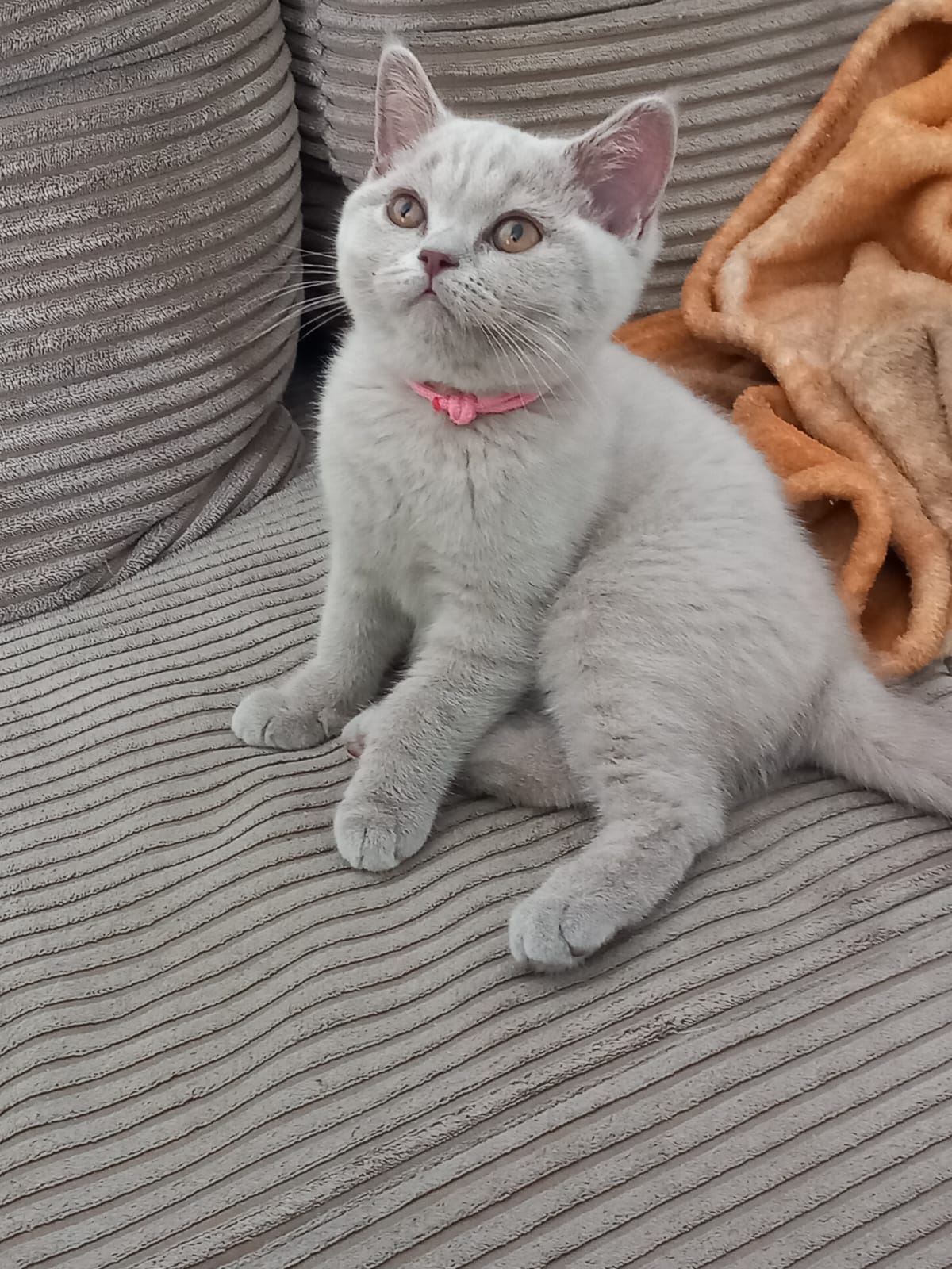 Dieses kleine verschmuste Mädchen sucht auch noch die passende Familie