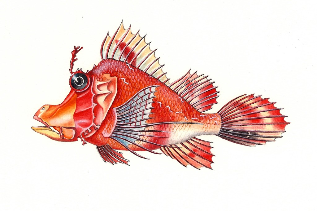 Pesce Hipposcorpaena - Tecnica acquerello e pastelli - 15x25