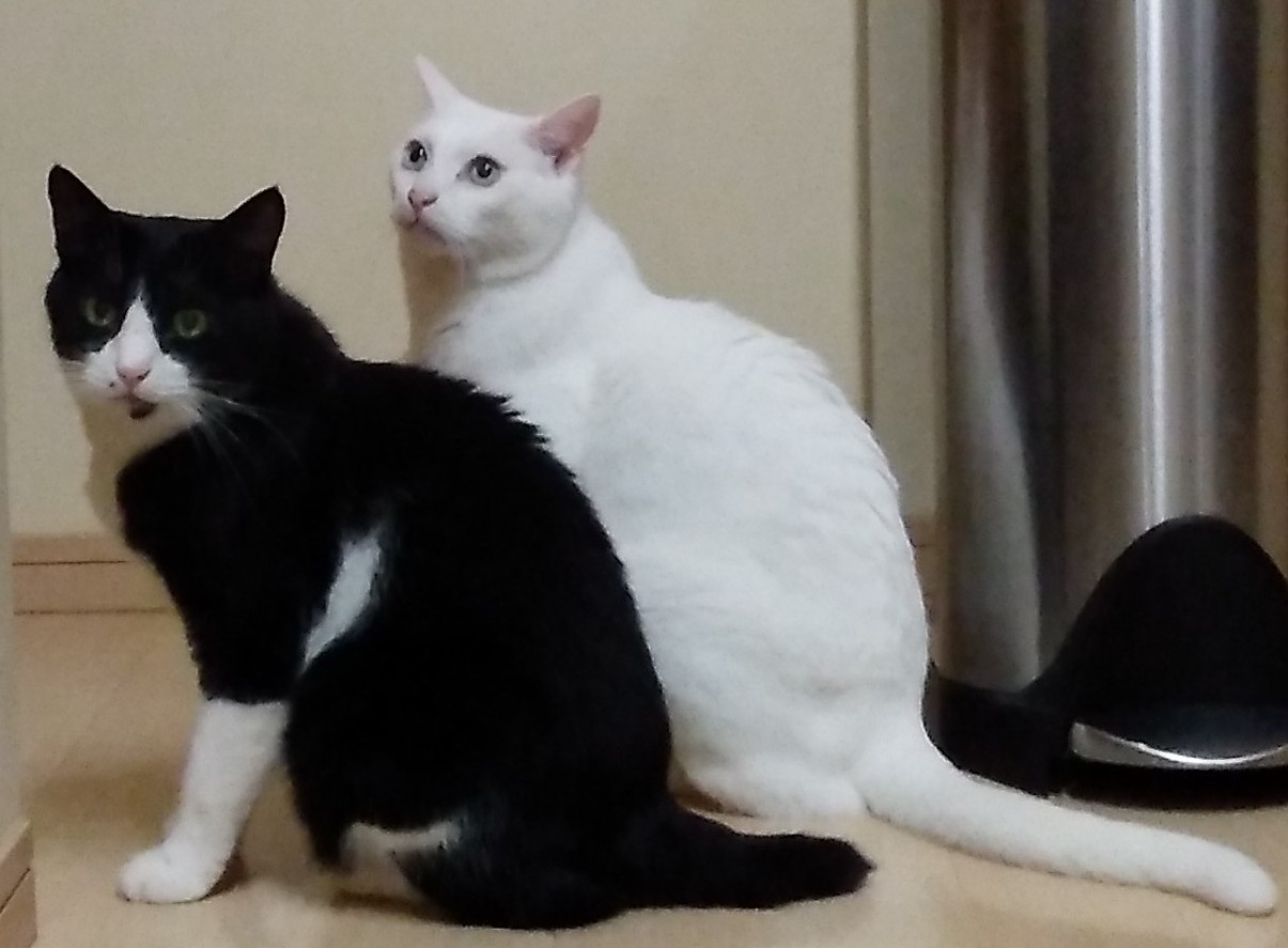 ビル君、ブル君