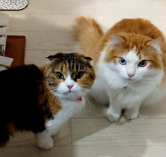 うずらちゃん、はまち君