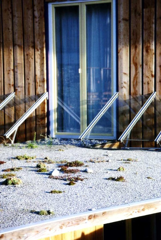 Steinbrech, Hauswurz und Co beginnen schon sich auszubreiten