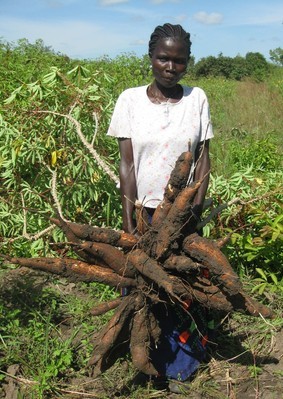 I tuberi di una pianta di cassava di varietà migliorata