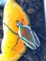 1.0 D. derbyana derbyana