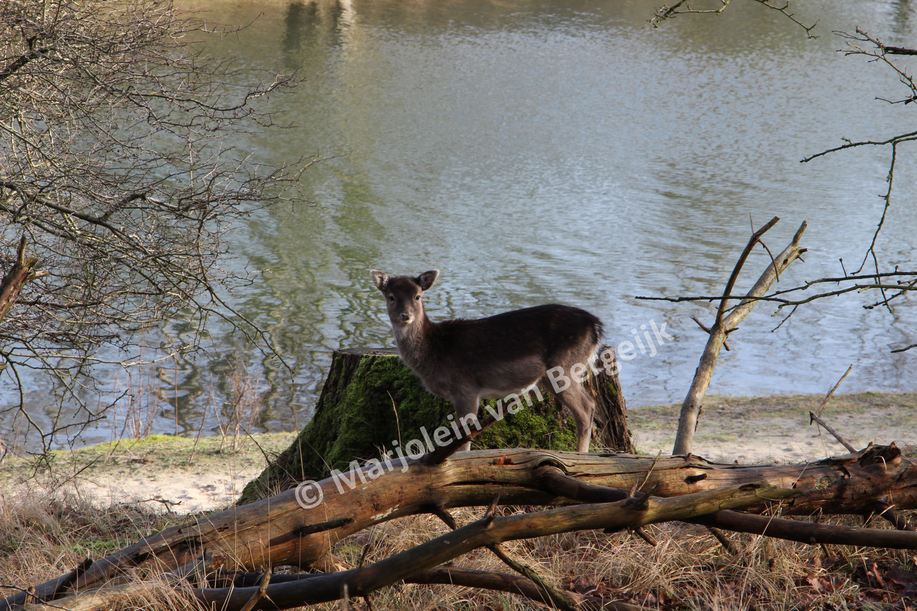 Nederlandse Waterleidingduinen