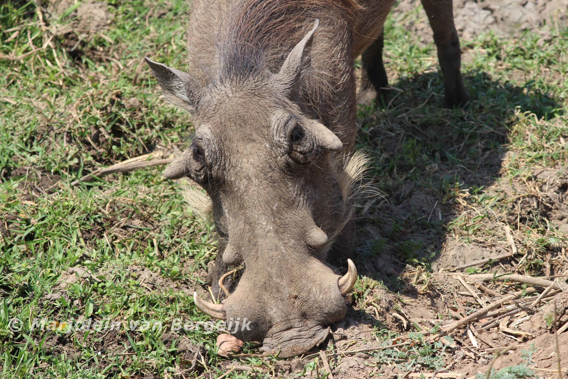 Kruger National Park, Zuid Afrika