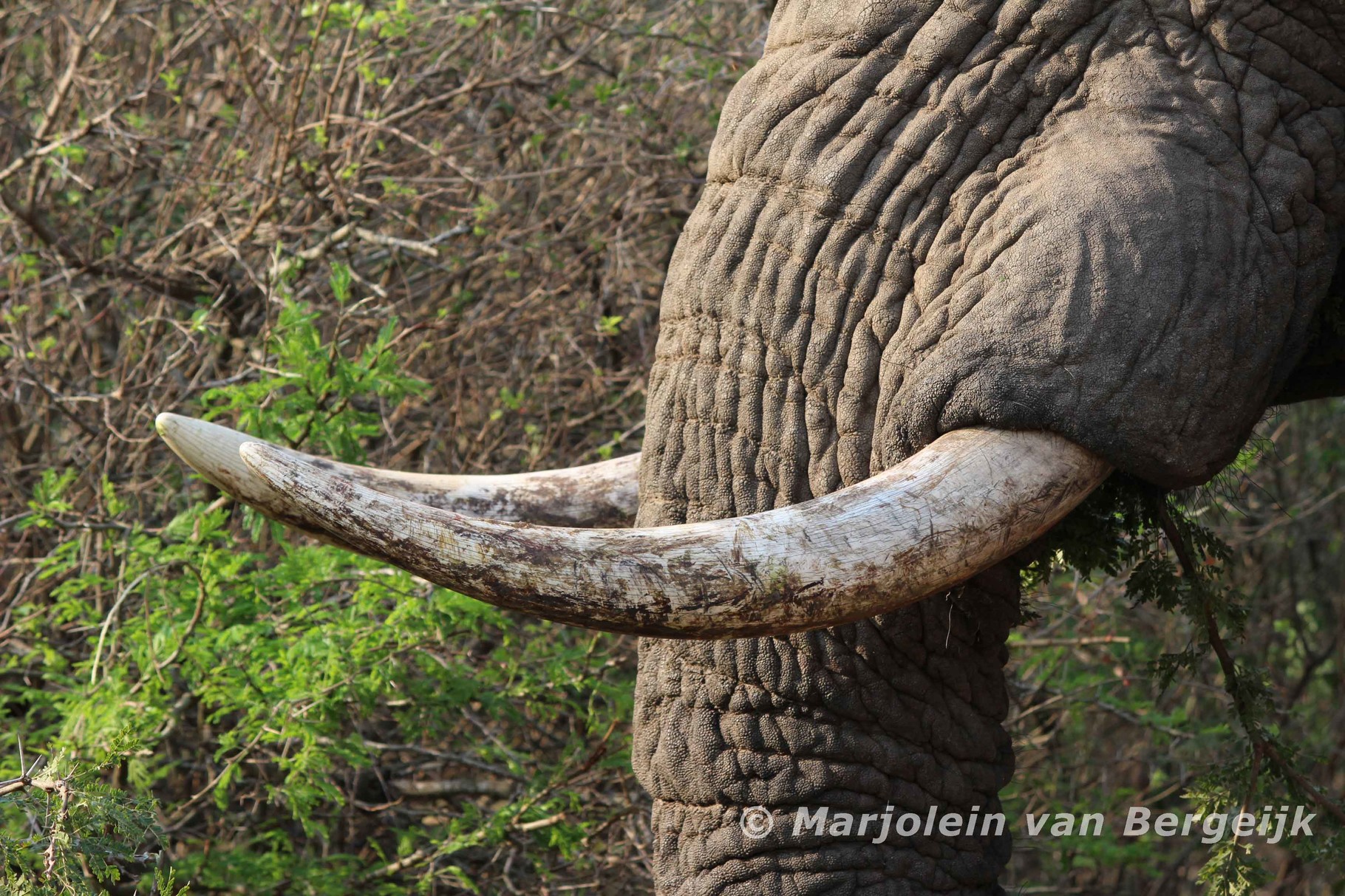 Hluhluwe National Park, Zuid Afrika