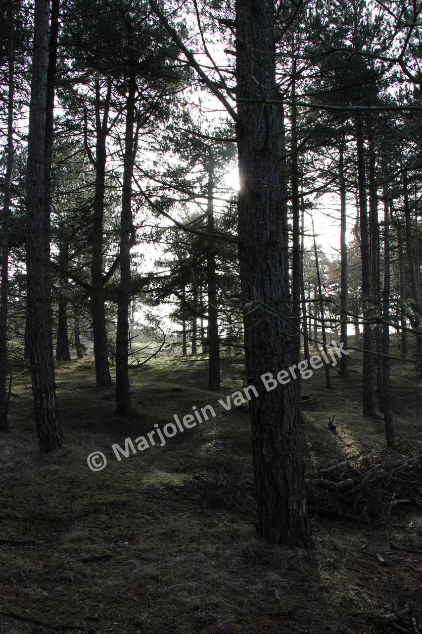 Nederlandse Waterleidingduinen