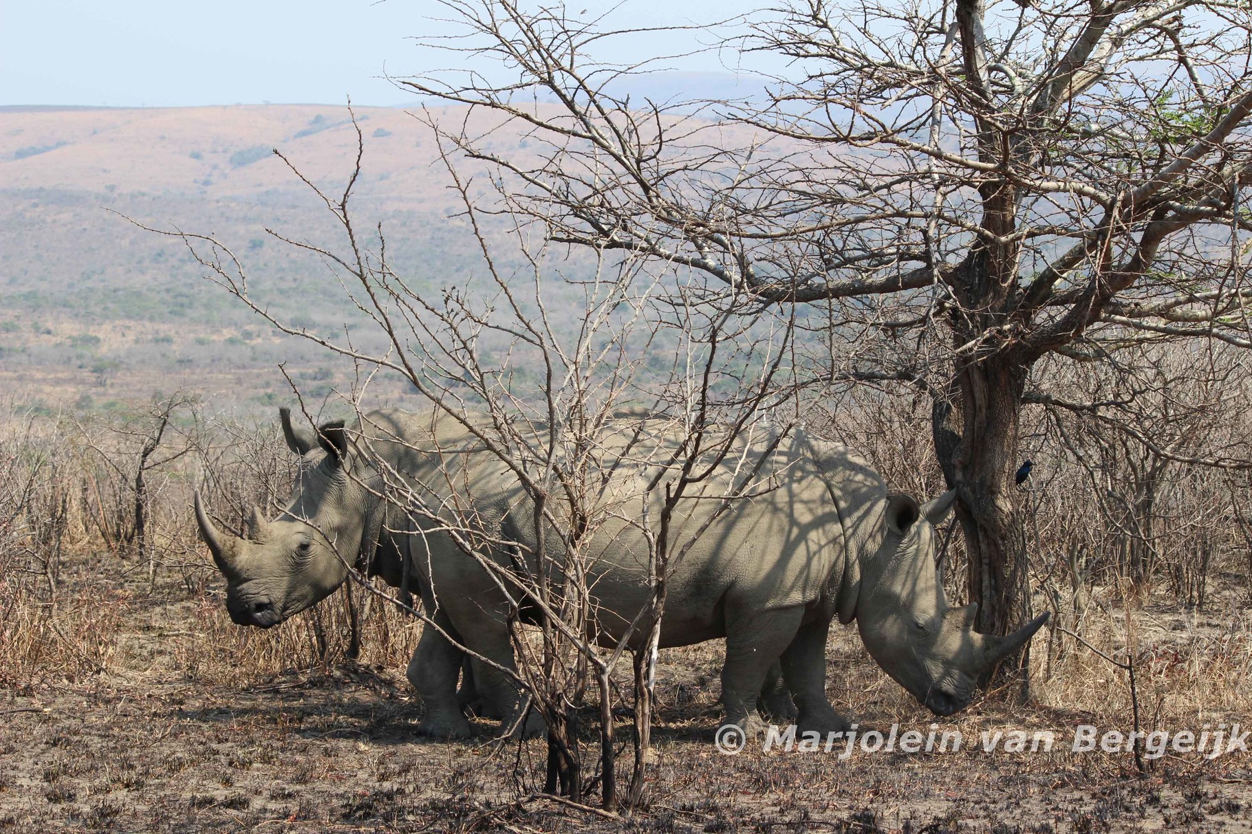 Hluhluwe National Park, Zuid Afrika