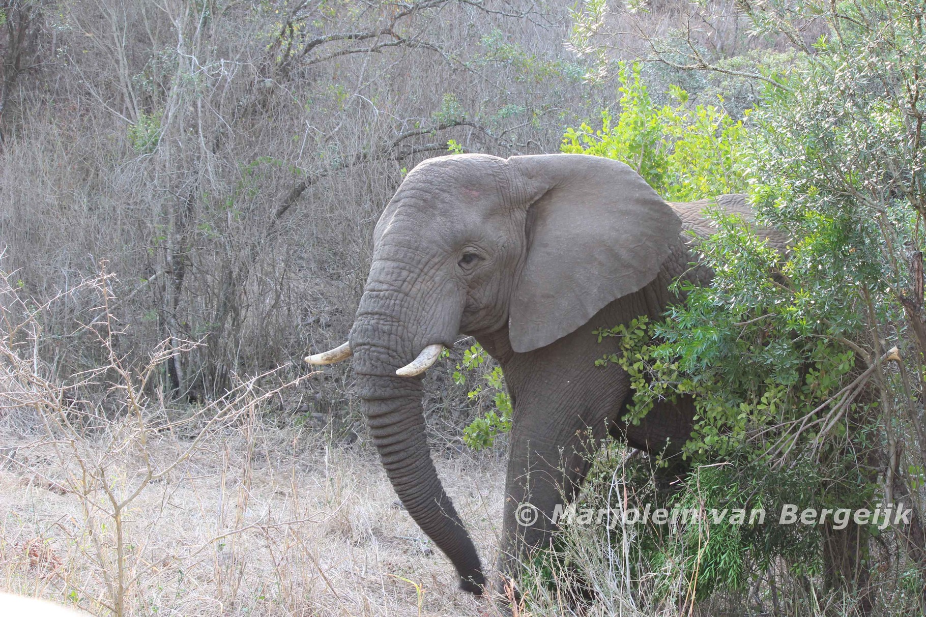 Hluhluwe National Park, Zuid Afrika