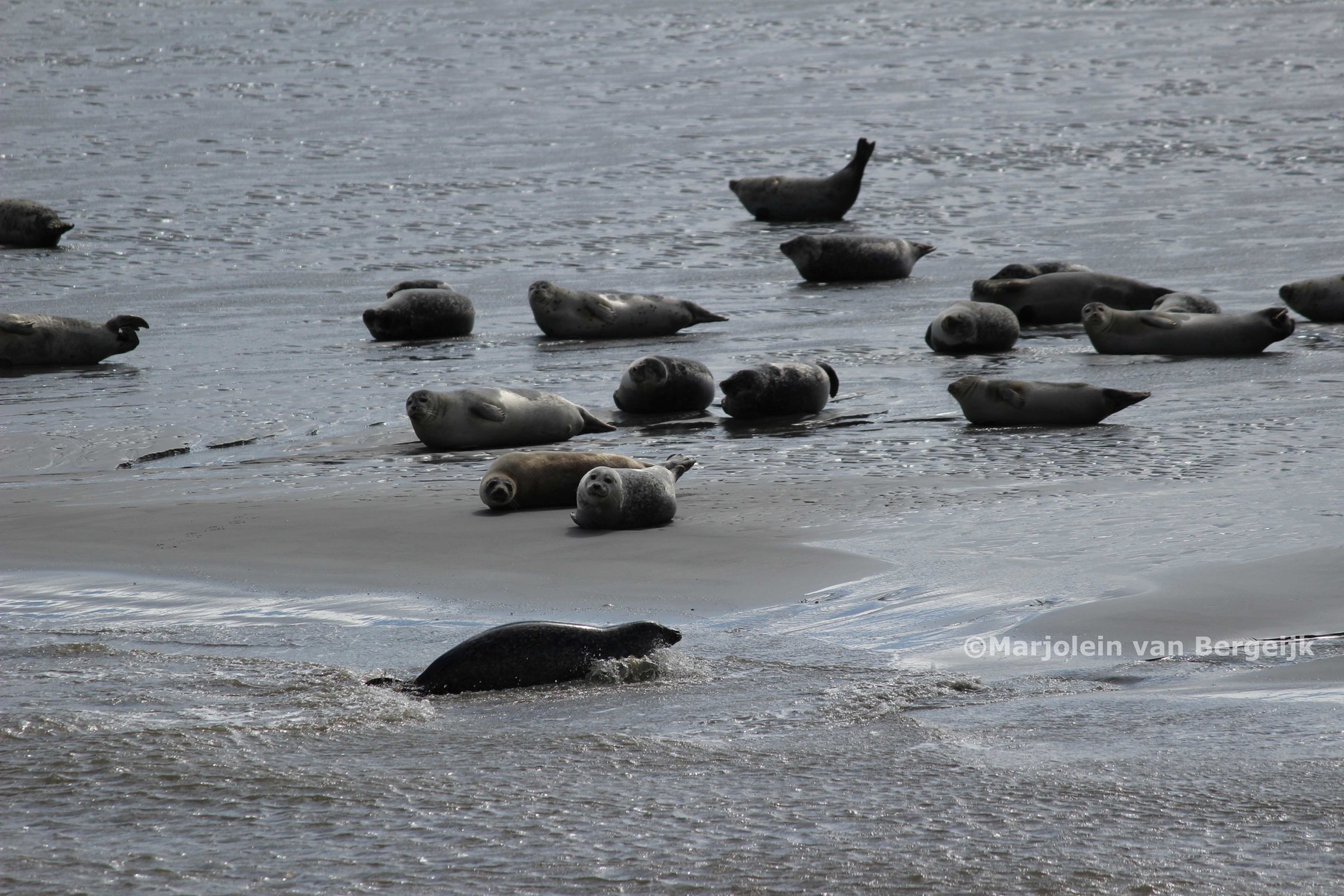Ameland