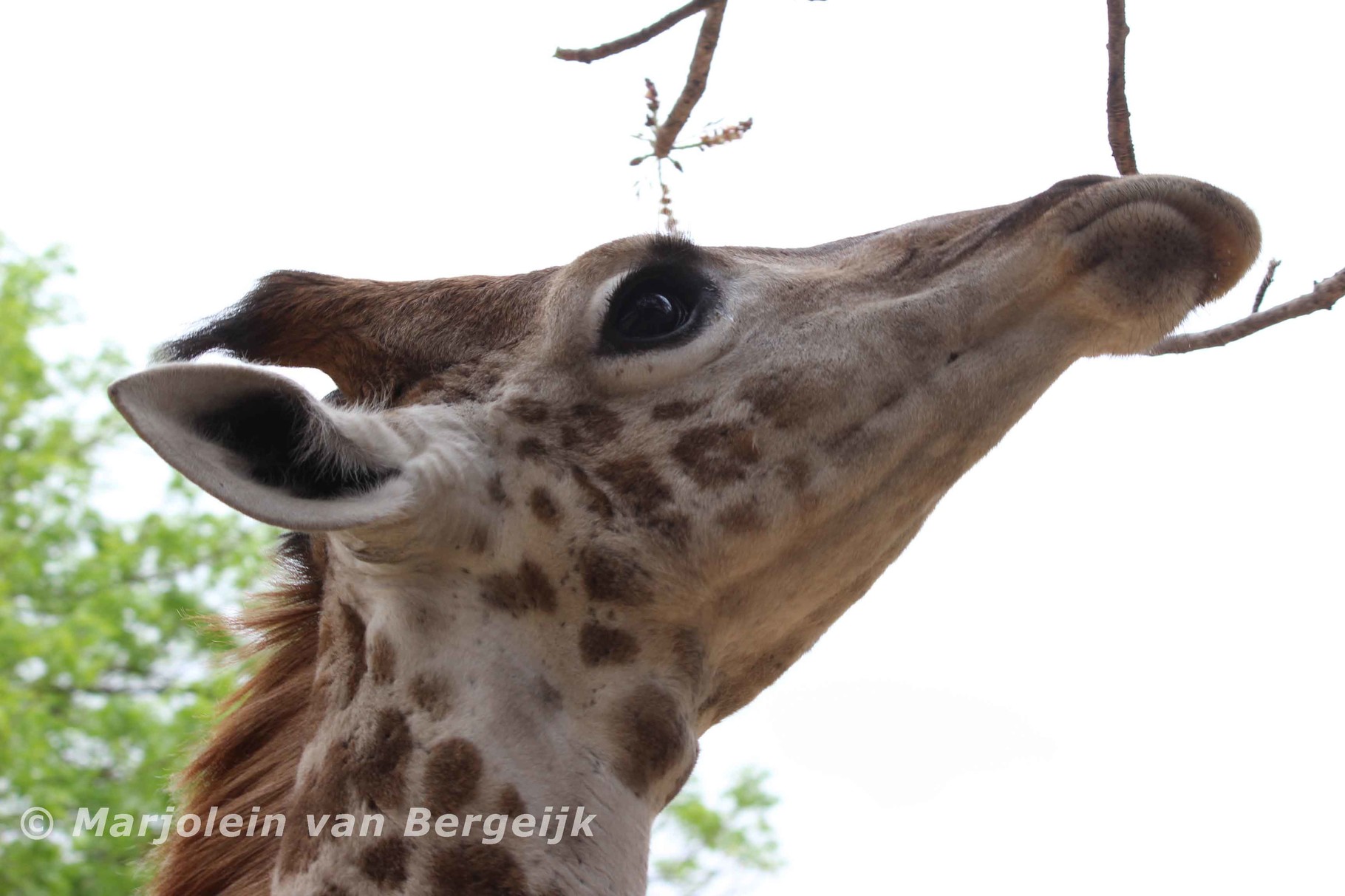 Zuid Afrika