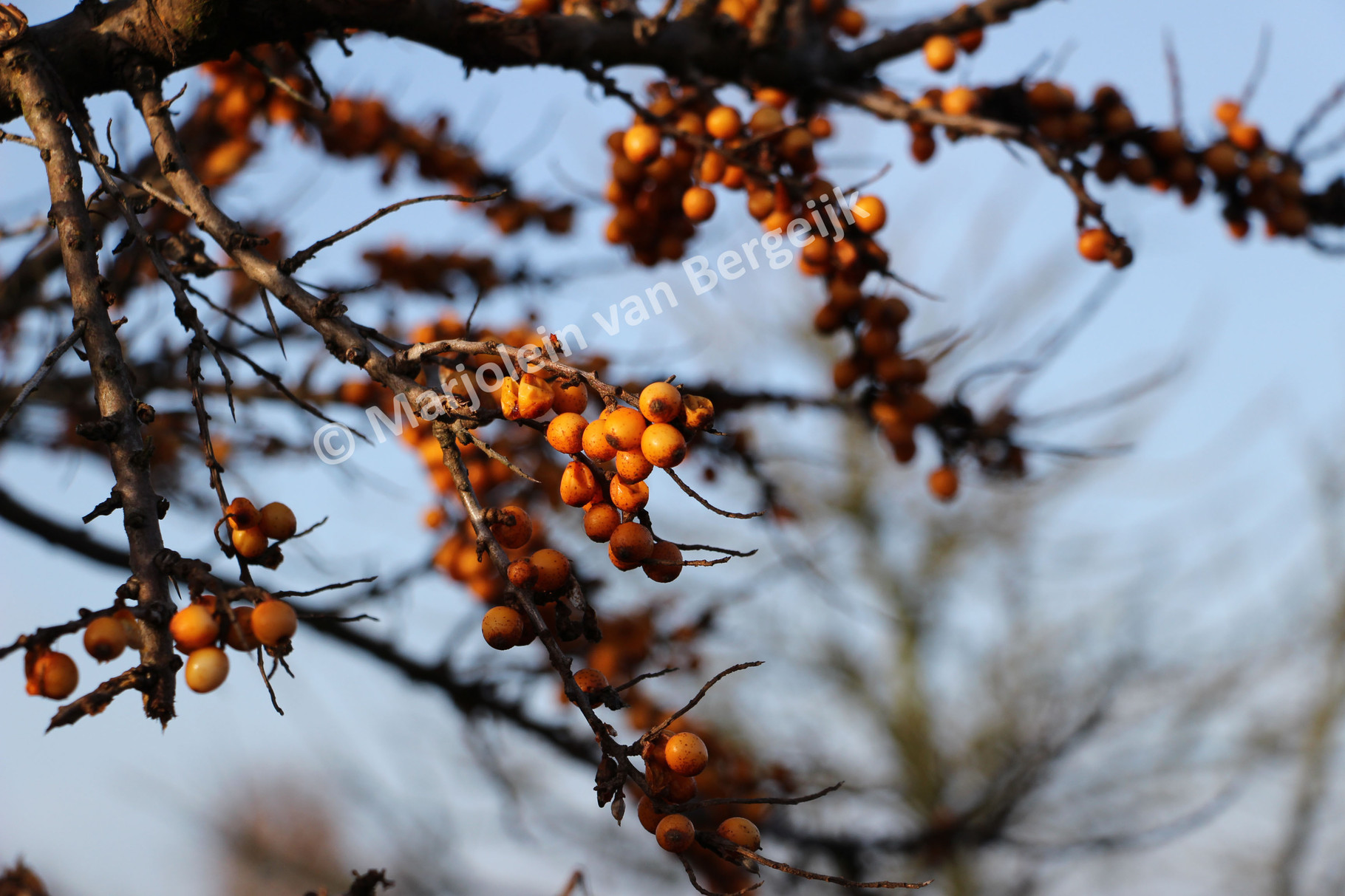 Nederlandse Waterleidingduinen