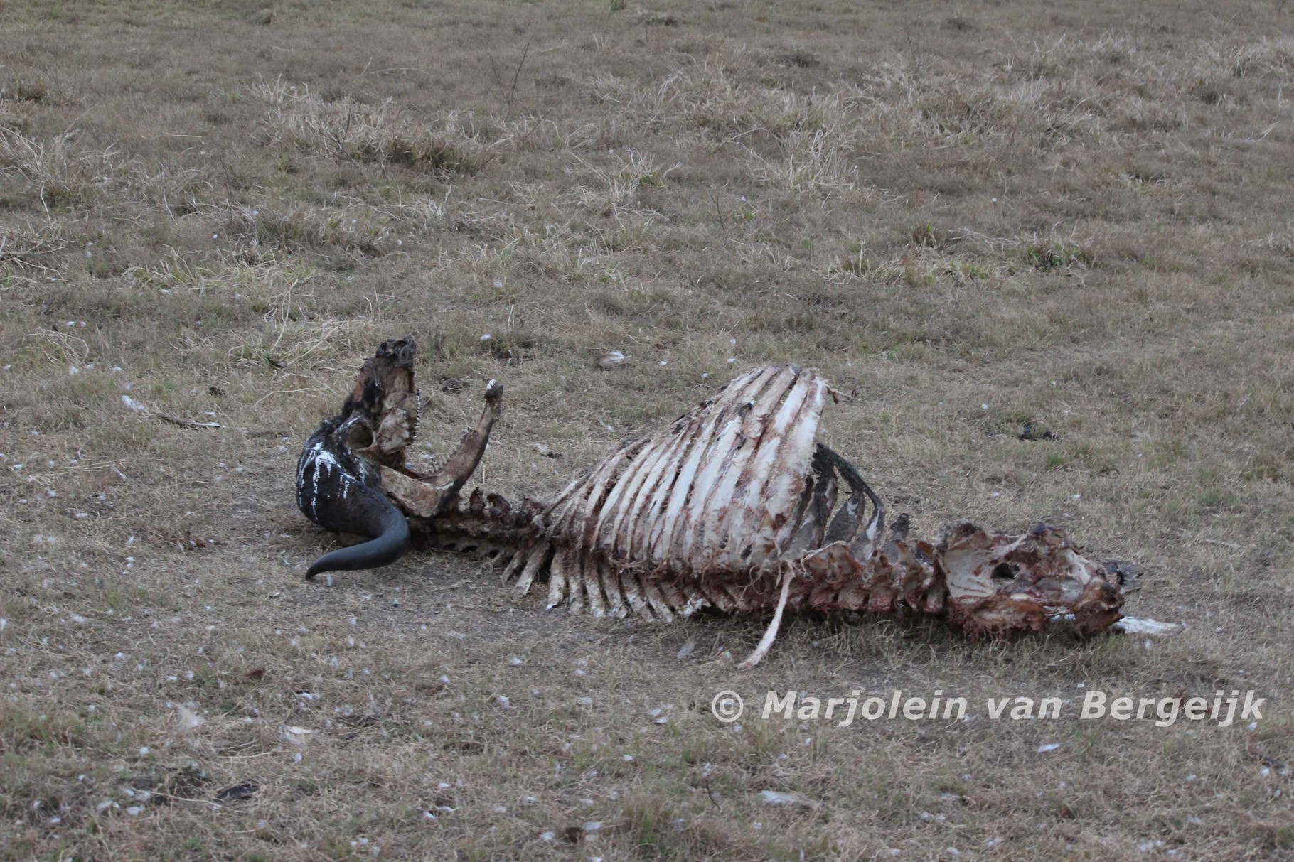 Zuid Afrika