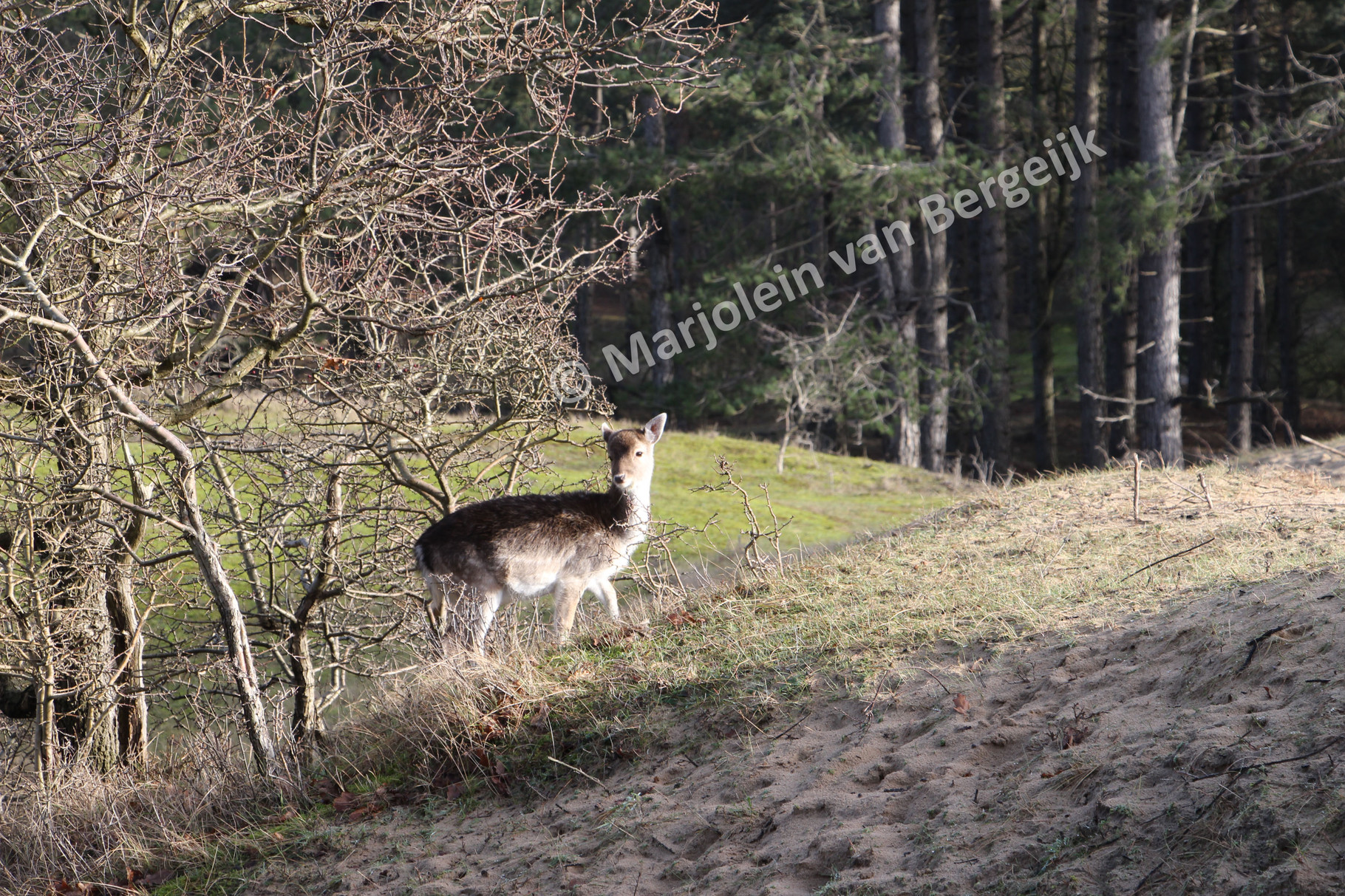 Nederlandse Waterleidingduinen