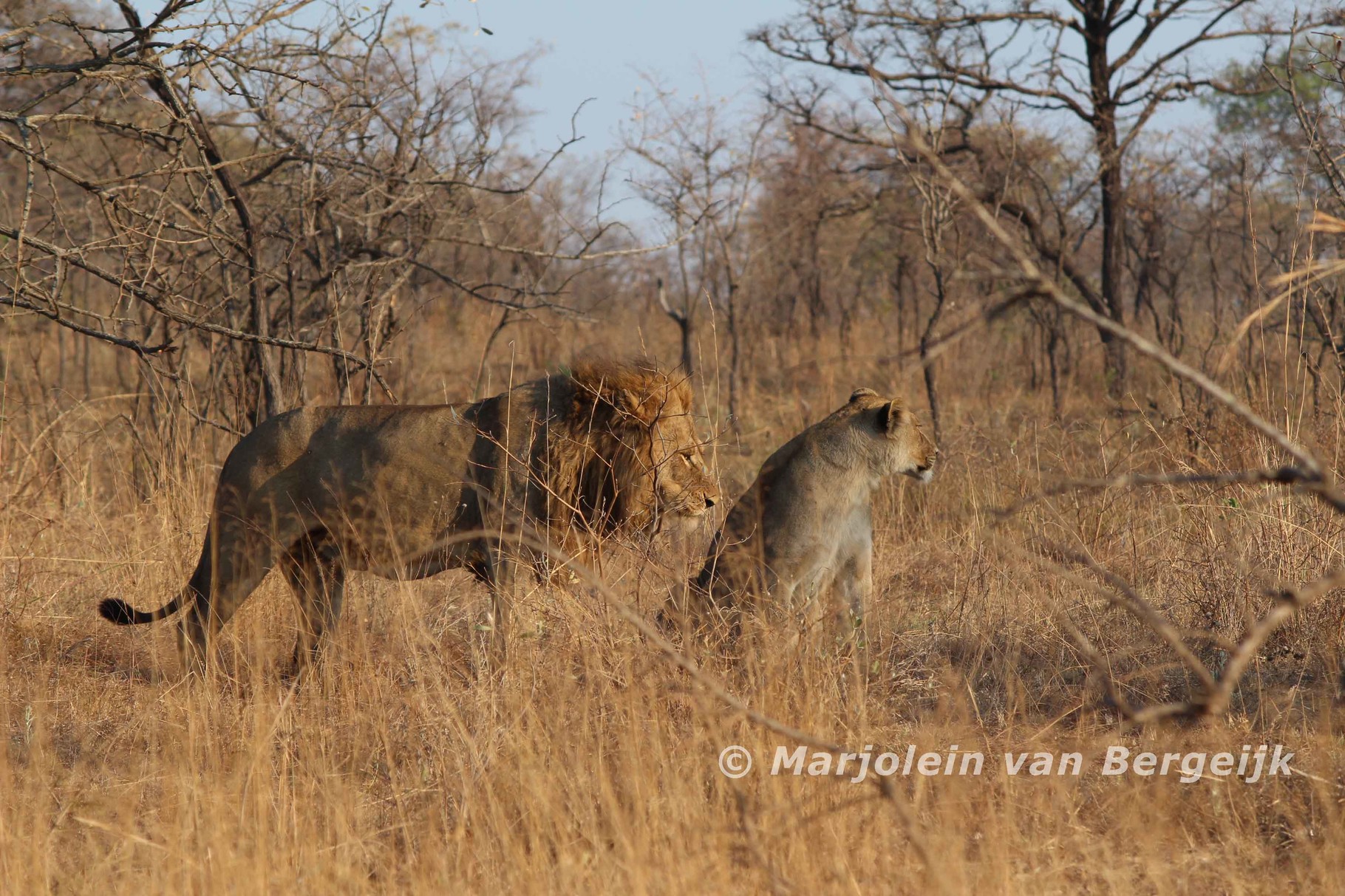 Kruger National Park, Zuid Afrika