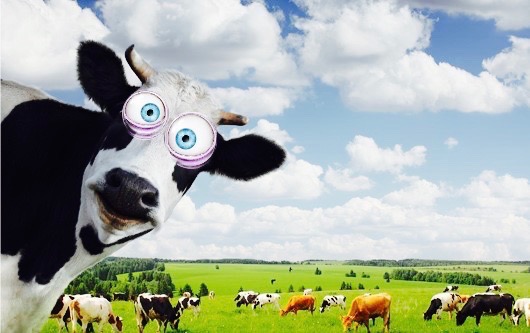 melk dyrevelferd bærekraft