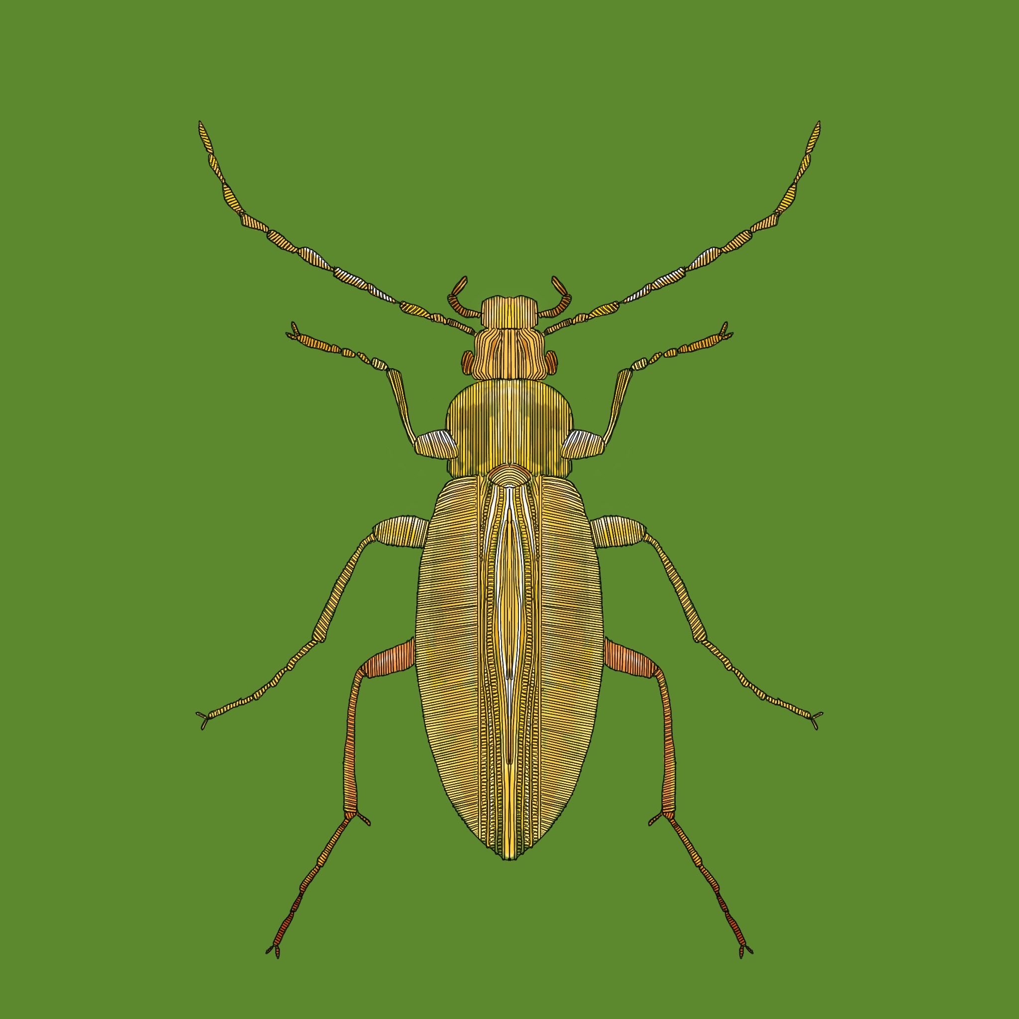 Illustration Käfer