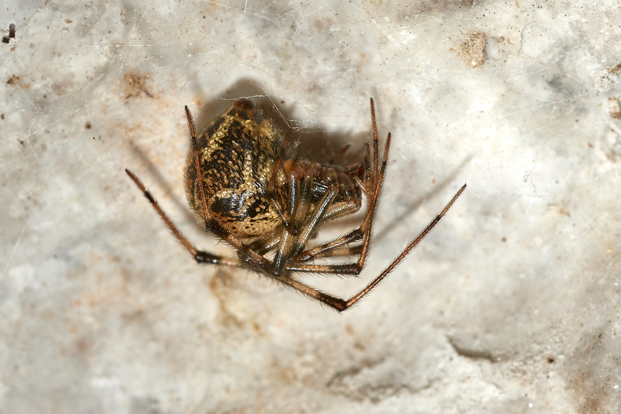 Gewaechshausspinne, weibl. (Parasteatoda tepidarorium] (Foto: Bernd Kunz)