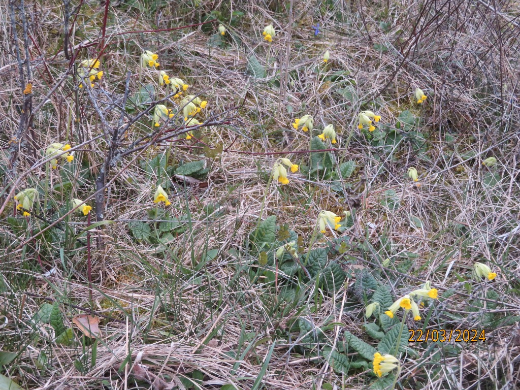 ... Schlüsselblumen (Foto), Frühlingsfingerkraut, Blaugras und Frühlingshungerblümchen blühten ...