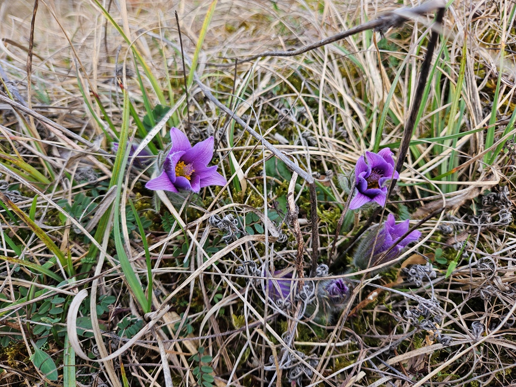 Foto: Jürgen Hönninger
