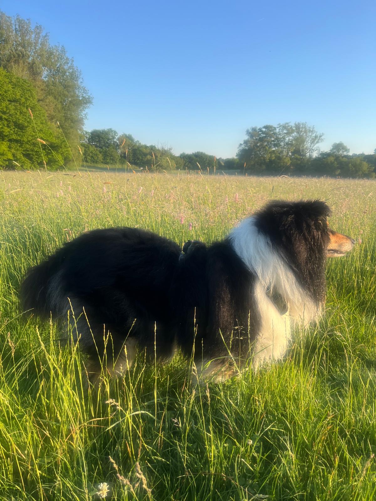 Joy mit 4 Jahren 