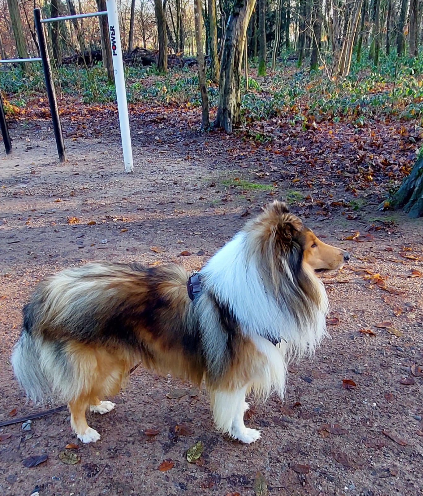 Indiana Jones mit 4 Jahren 