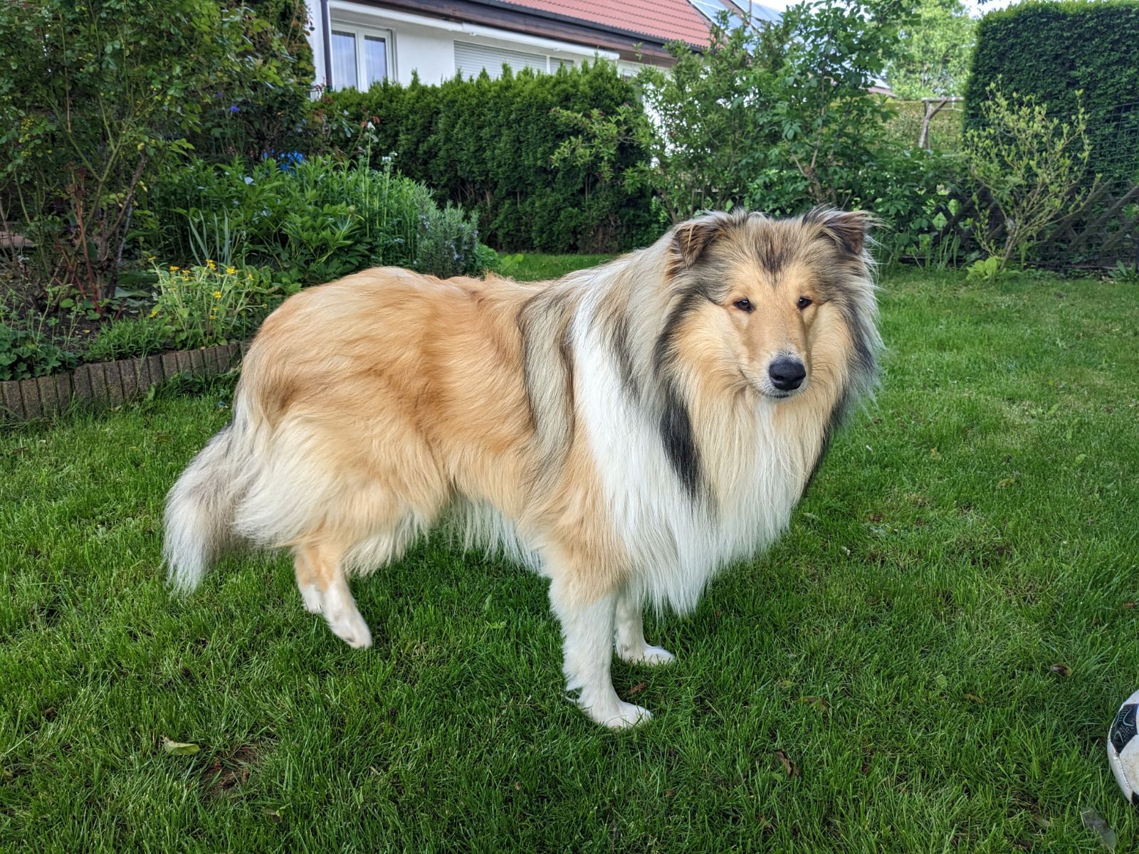 Kenai mit 1nem Jahr 