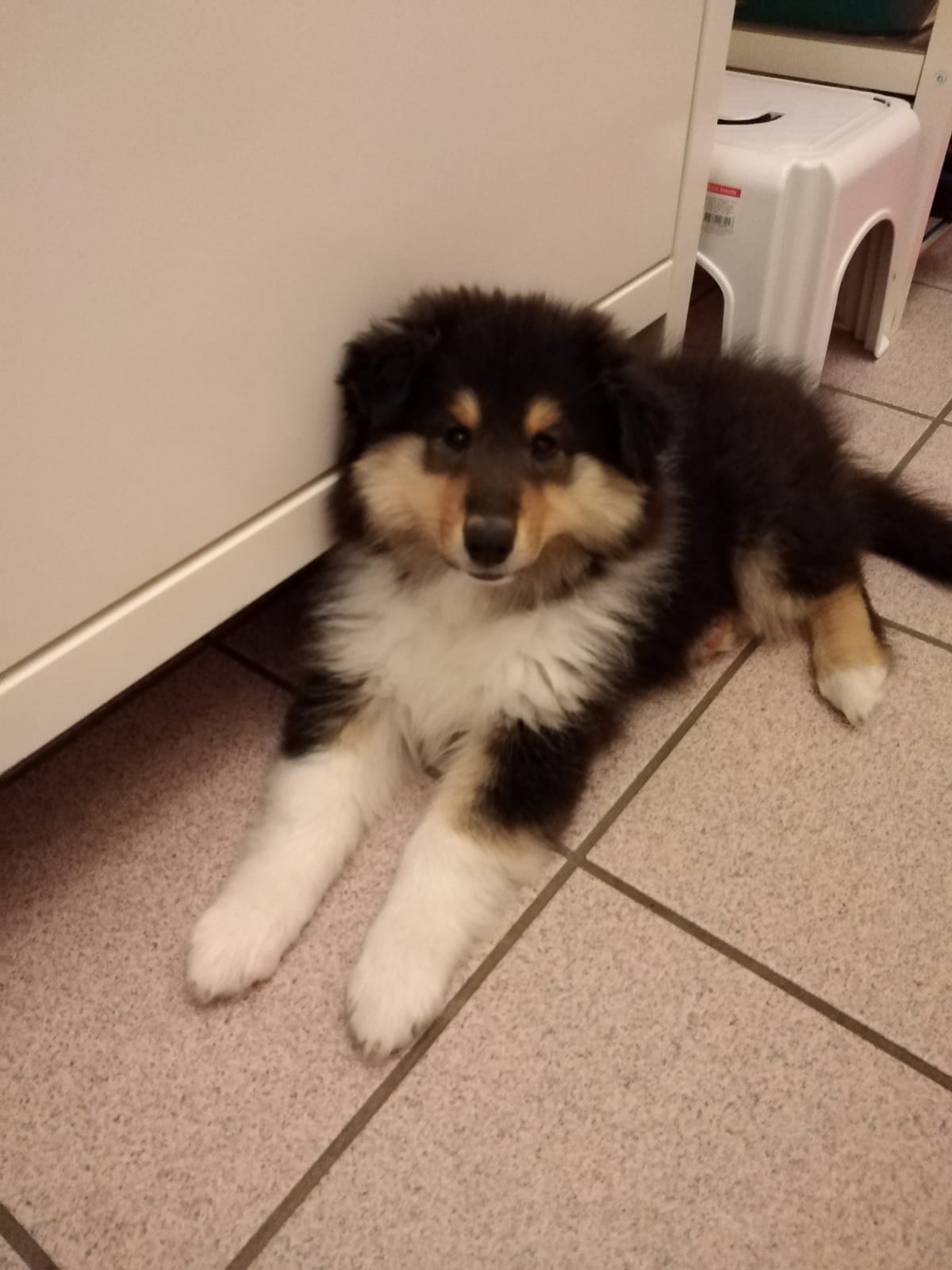 Holly mit ca. 12 Wochen 