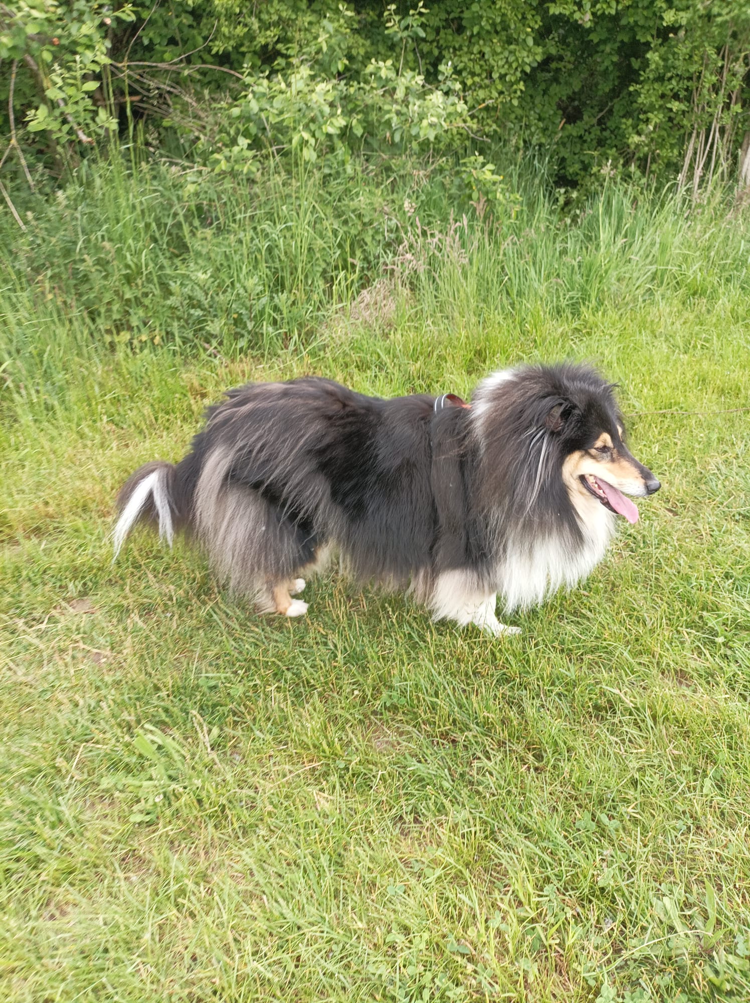 Holly mit 4 Jahren 
