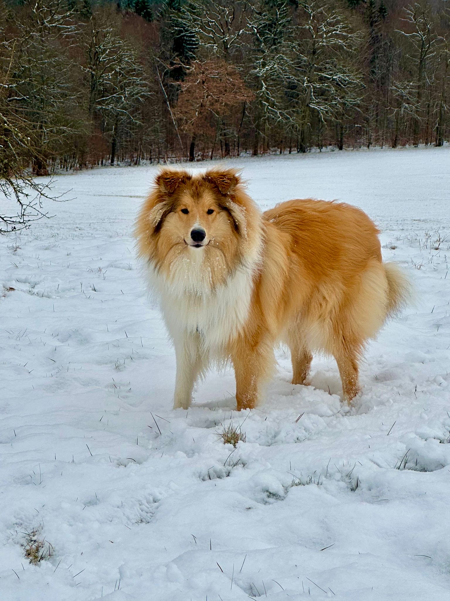 Phoenix mit 1nem Jahr 