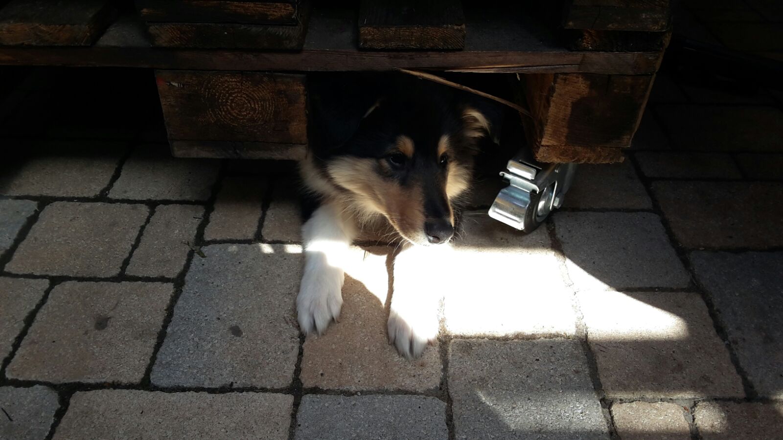 Alvin mit 21 Wochen