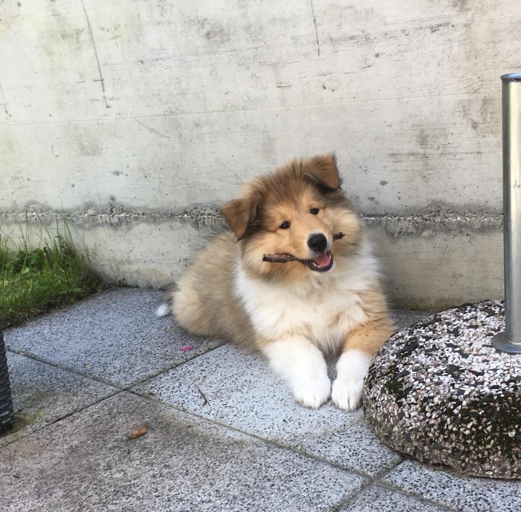Eddie im neuen Zuhause