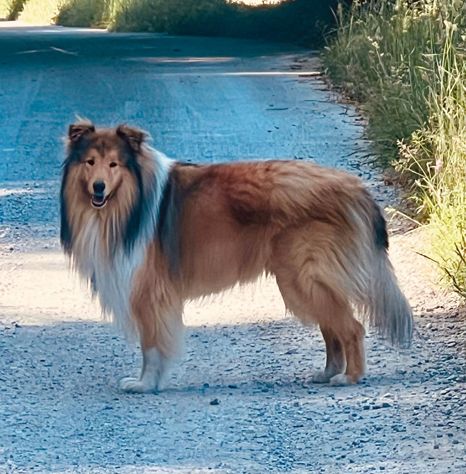 Koda mit 4 Jahren 