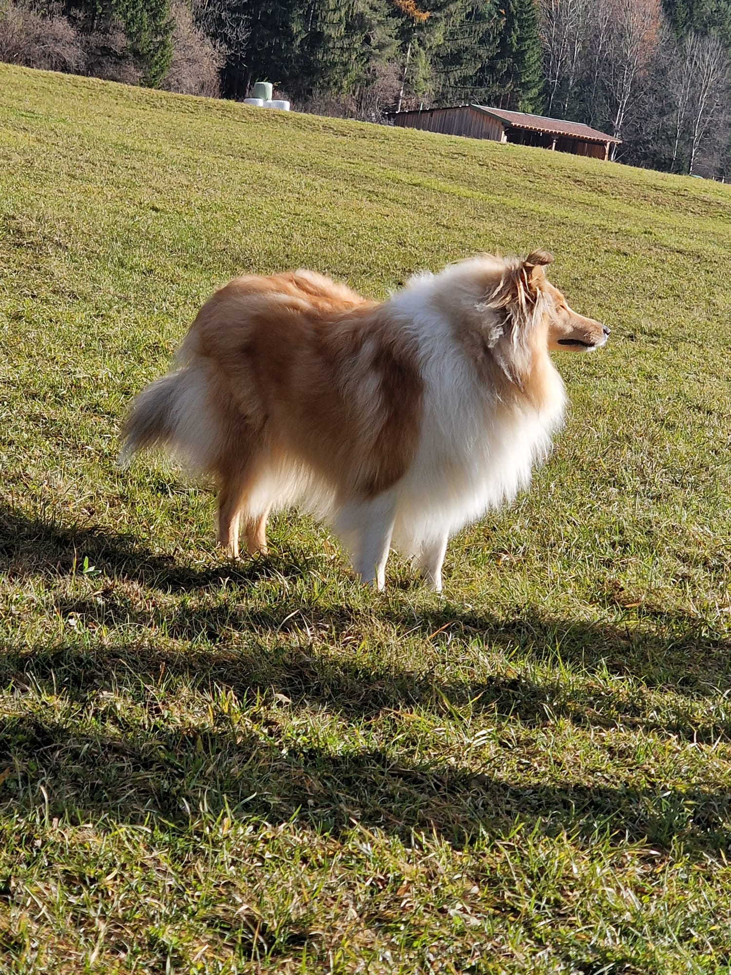 Infinity mit 12 Monaten 