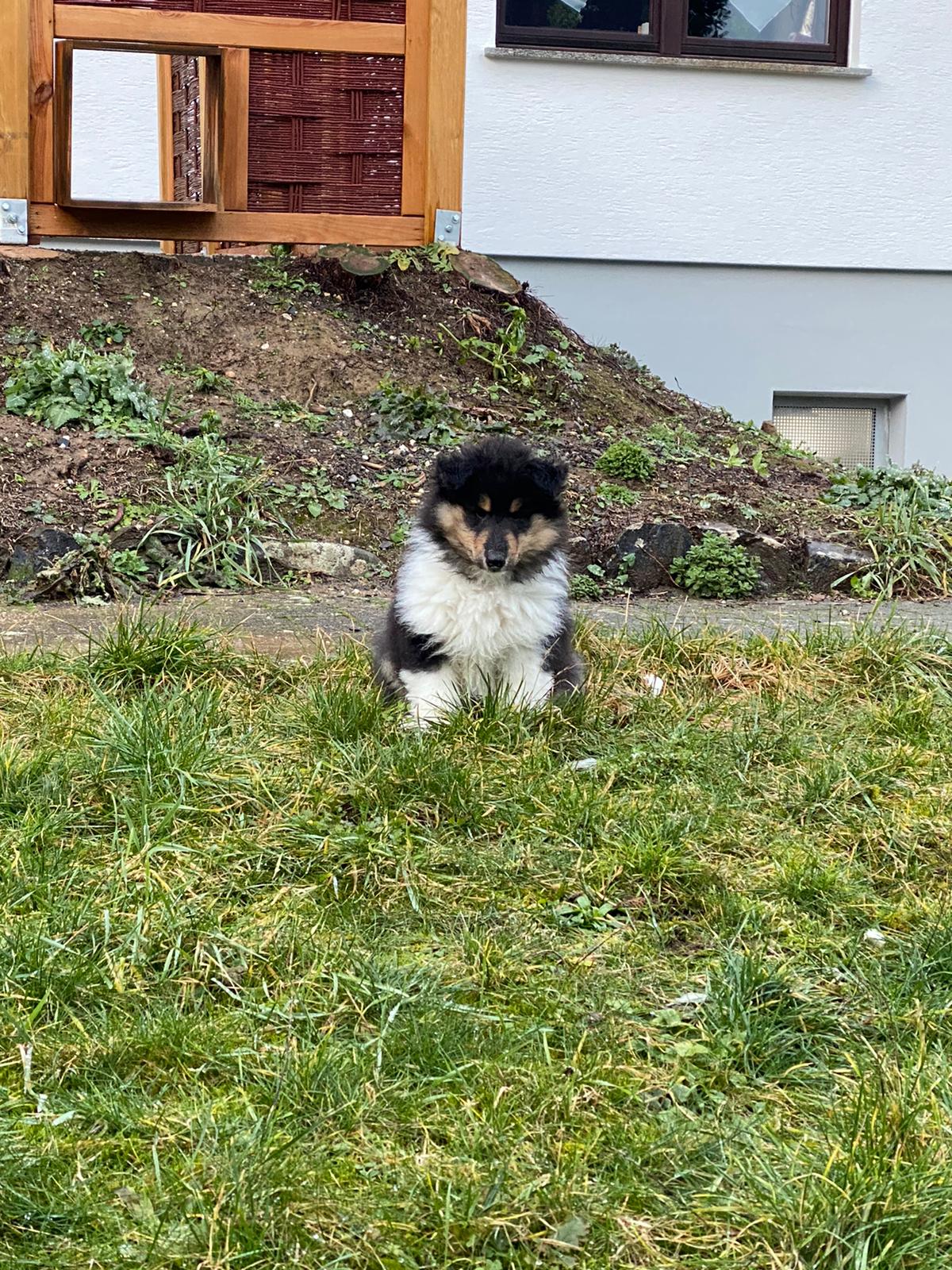 Gismo im neuem Zuhause