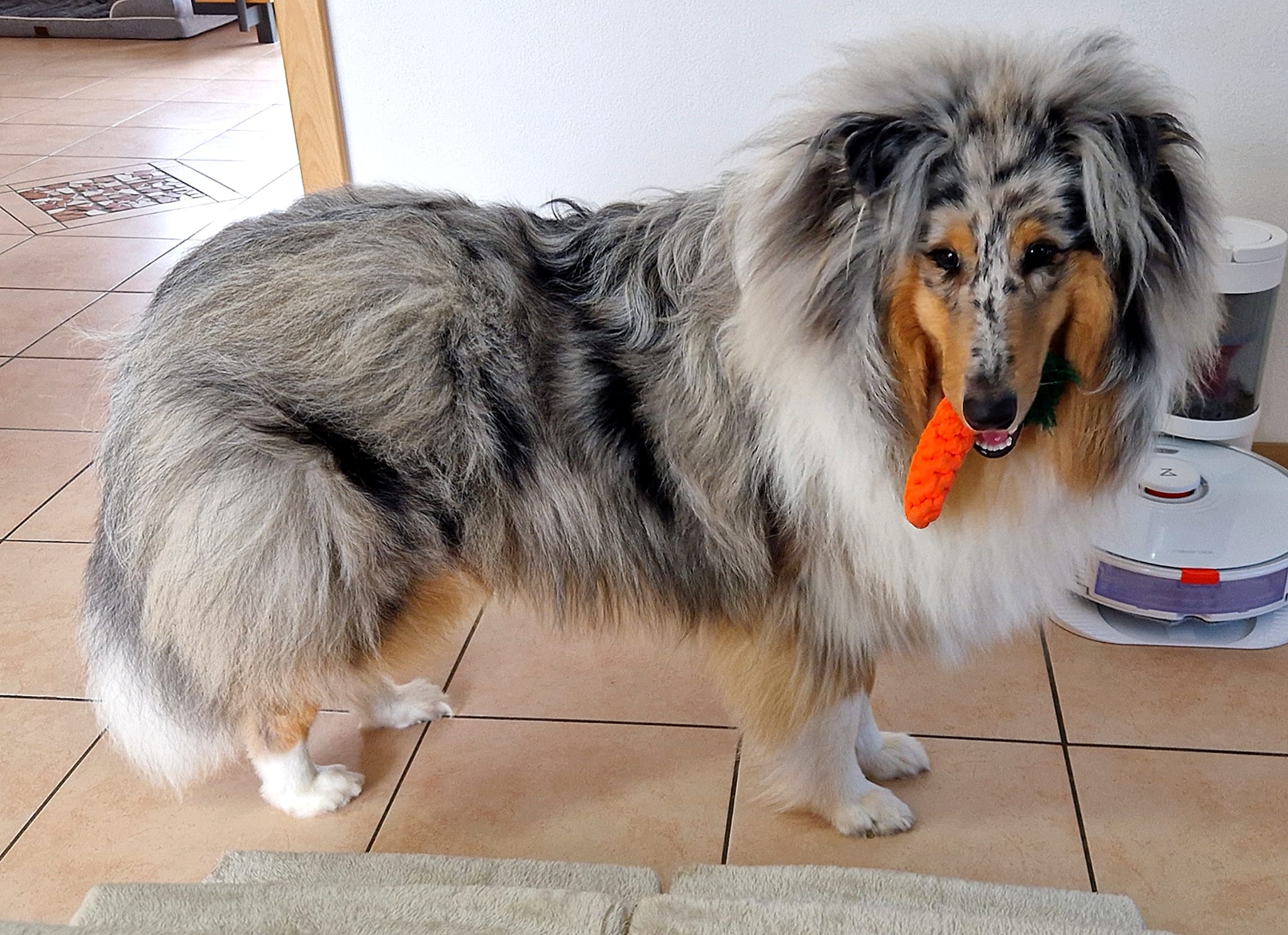 Mojo mit 1nem Jahr 