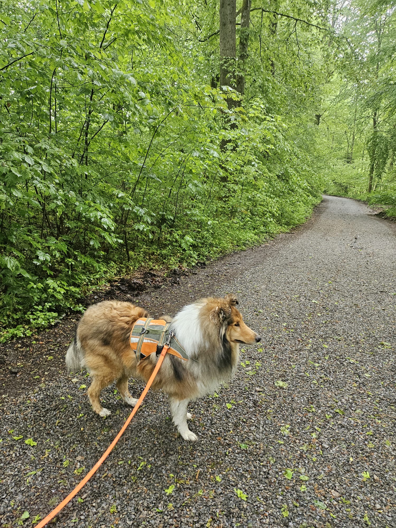 Kenzo mit 4 Jahren 