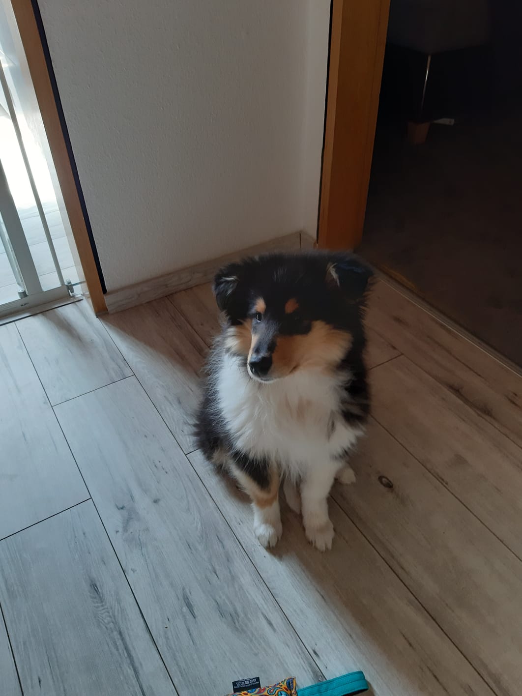 Ernie mit ca. 15 Wochen 