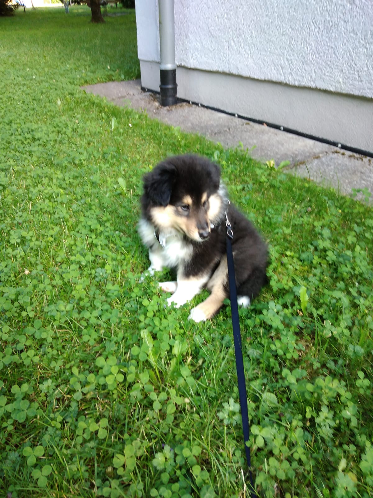 Holly im neuen Zuhause 