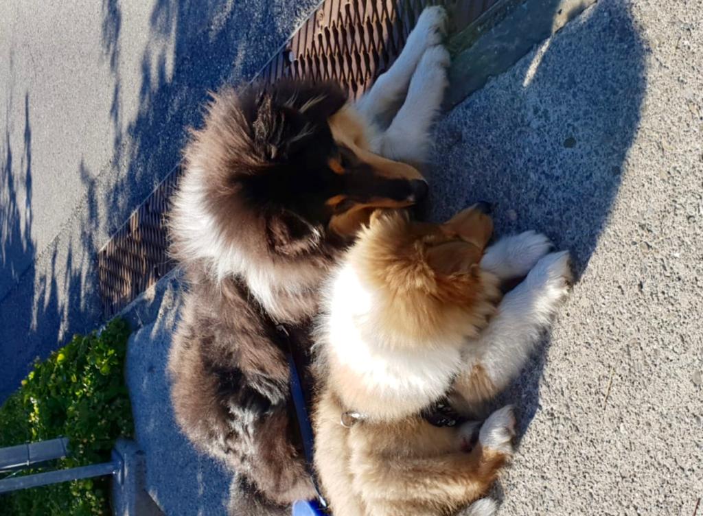 Eddie mit Nachbar Dusty