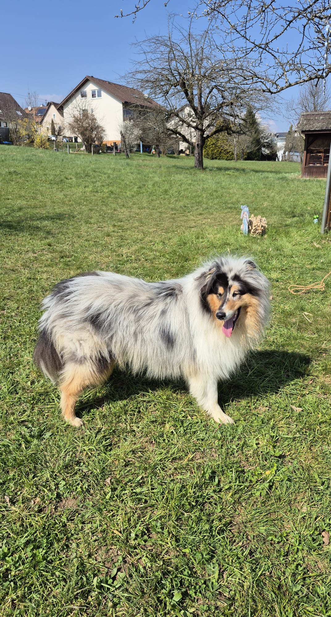 Lucky Luke mit 3 Jahren 