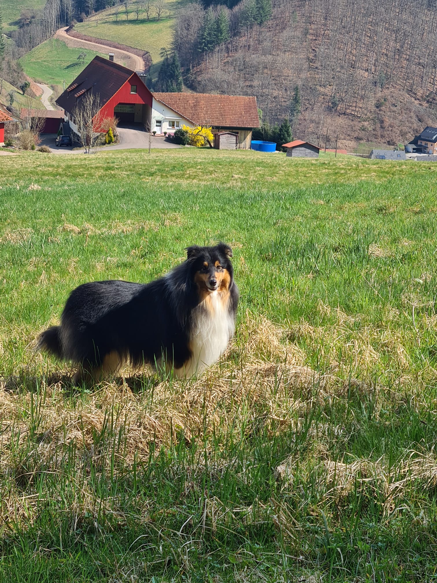 Leeloo mit 2 Jahren 