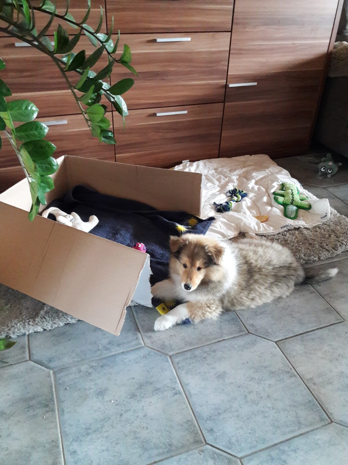 Elsa im neuem Zuhause